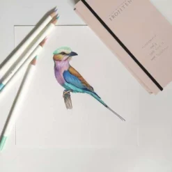 Tombow® Irojiten Book Box Sets Of Coloured Pencils -Painting Tool Store IrojitenBookBoxSetsofColouredPencils 4